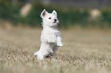 WESTIE 173